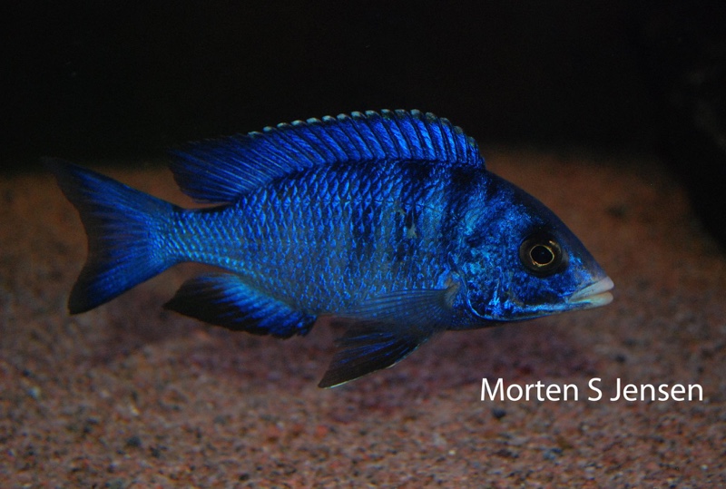 Placidochromis phenochilus 'Mdoka Reef'